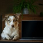 Doge Software Licenses Audit HUD
