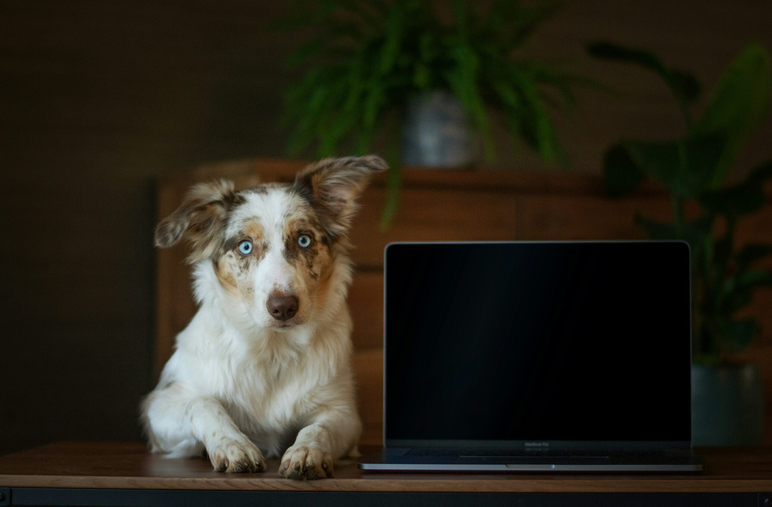 Doge Software Licenses Audit HUD