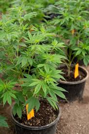 Cannabis Plants at Home